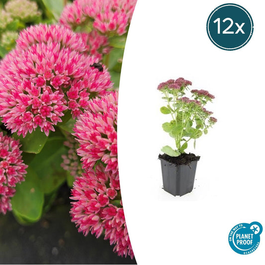 12x Sedum 'Herbstfreude' Sukkulenten 10-25cm | Pflanzfix24.de - Pflanzfix24.de