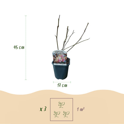 Pflanzfix24.de - Magnolia Soulangiana - Blüten Hellrosa - 1 Pflanze - Laubabwerfend - Topf 17cm - Pflanzfix24.de