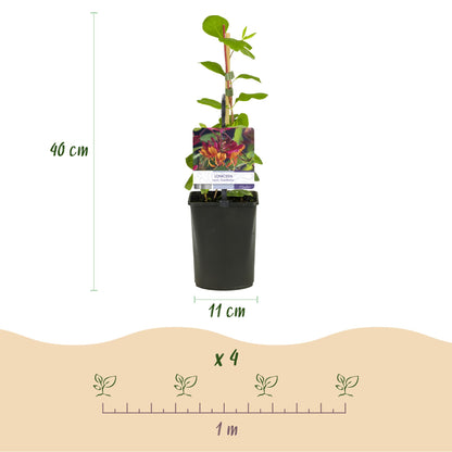 GreenboutiQ - Kletterpflanzen Rainbow - Clematis montana Rubens Hedera helix lonicera Goldflame Campsis madame Galen - Ganzjährig Farbe - 4 Pflanzen - Topf 11cm Höhe 40cm - Pflanzfix24.de