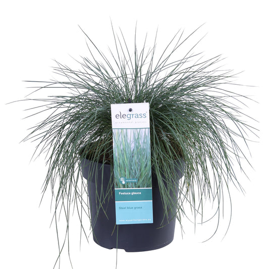 Festuca glauca Azura Blue - Ø19 - ↨40cm - Pflanzfix24