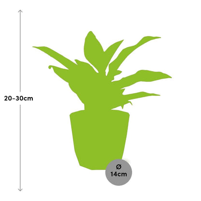 Aglaonema Crete in 14cm b.for rock living black - Pflanzfix24
