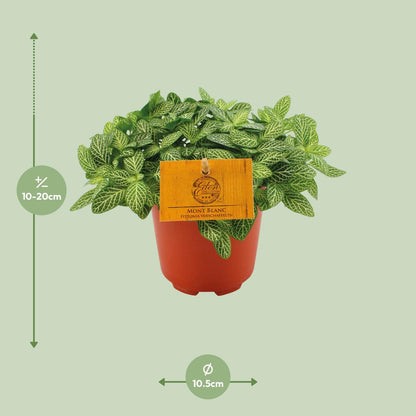 Fittonia 'Forest Flame' - Ø10,5cm - ↕15cm - Pflanzfix24