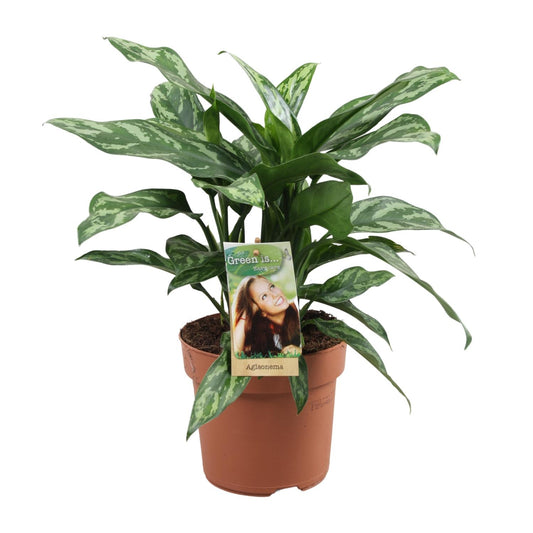 Aglaonema Maria - Ø17cm - ↕40cm - Pflanzfix24