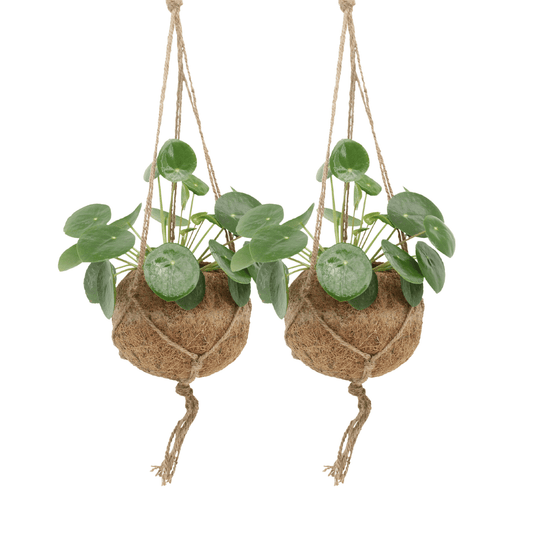2x Kokodama Pilea Peperomiodes - Pfannkuchenpflanze - 20cm - ø15 - Pflanzfix24