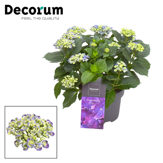 Hydrangea Curly Wurly Blauw 9-15 Kop (Decorum) - Pflanzfix24