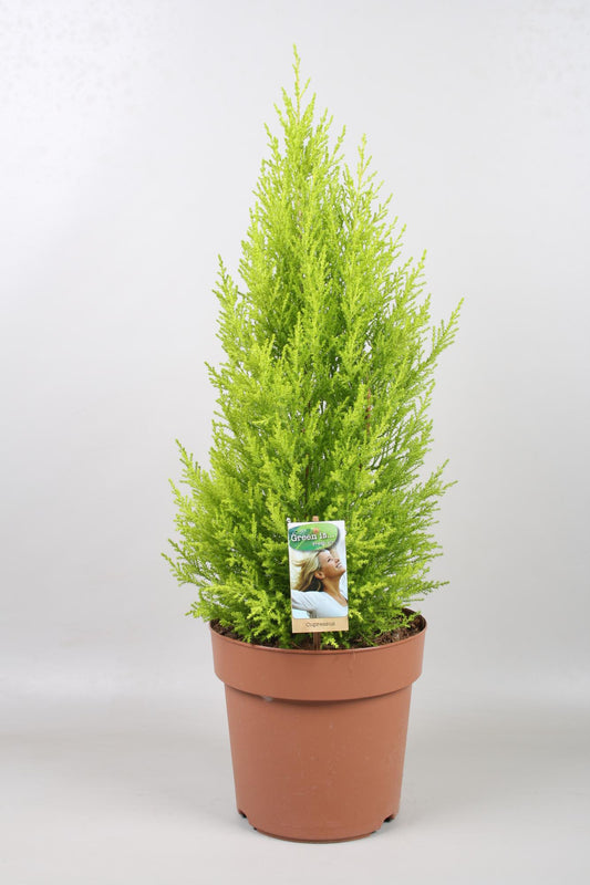 Cupressus Goldcrest Wilma - Ø21cm - ↕70cm - Pflanzfix24