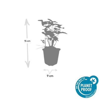 40x Fragaria vesca - ↕10-25cm - Ø9cm - Pflanzfix24