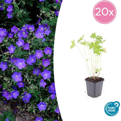 20x Geranium 'Johnson's Blue' - 10-25cm - Ø9cm - Pflanzfix24