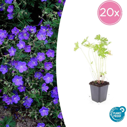 20x Geranium 'Johnson's Blue' - 10-25cm - Ø9cm - Pflanzfix24