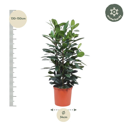 Ficus Cyathistipula struik - 140 cm - ø34 - Pflanzfix24