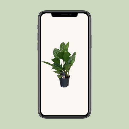 Aglaonema Stripes - Ø17cm - ↕60cm - Pflanzfix24