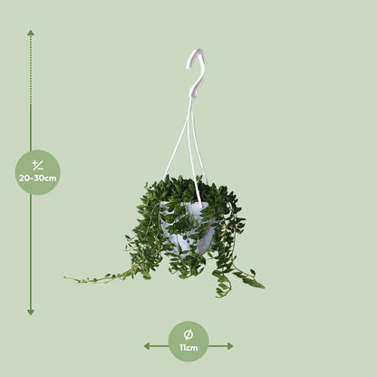 Senecio Herreianus - Ø11cm - ↕25cm bei Pflanzfix24