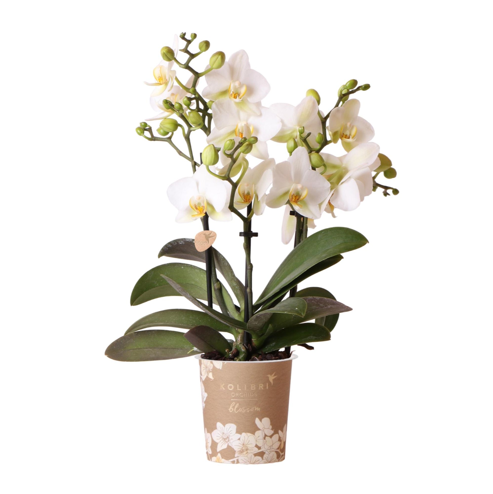 Kolibri Orchideen Phalaenopsis Lausanne Weiß Ø9cm – Blühende Zimmerpflanze | Pflanzfix24.de - Pflanzfix24.de