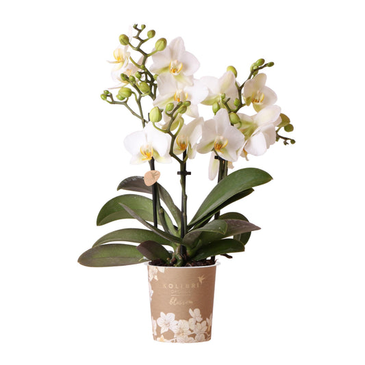 Kolibri Orchideen Phalaenopsis Lausanne Weiß Ø9cm – Blühende Zimmerpflanze | Pflanzfix24.de - Pflanzfix24.de