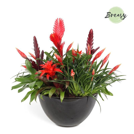 Bromelia Royal Urban Bowl Cannes - Ø30cm - ↕55cm - Pflanzfix24