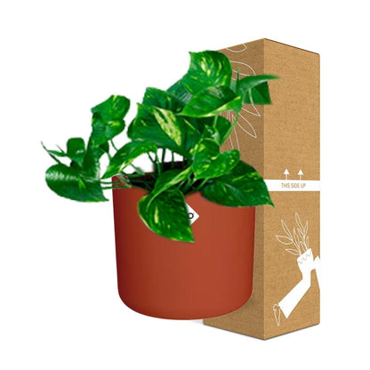 Epipremnum Pinnatum ‘Aureum’ in ELHO b.for soft rond 14cm brique - Pflanzfix24