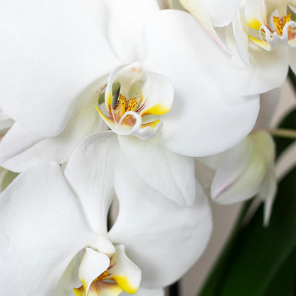 Phalaenopsis Orchidee Jewel Greenland | Topfgröße Ø9cm | frisch vom Züchter - Pflanzfix24