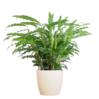 Calathea Rufibarba mit Viber weiß - 55cm - Ø17 - Pflanzfix24