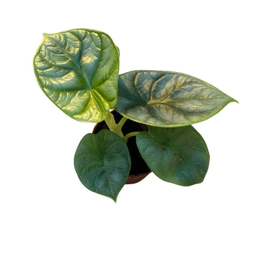 Alocasia Silver Dragon - Ø6cm - ↕10cm - pflanzfix24