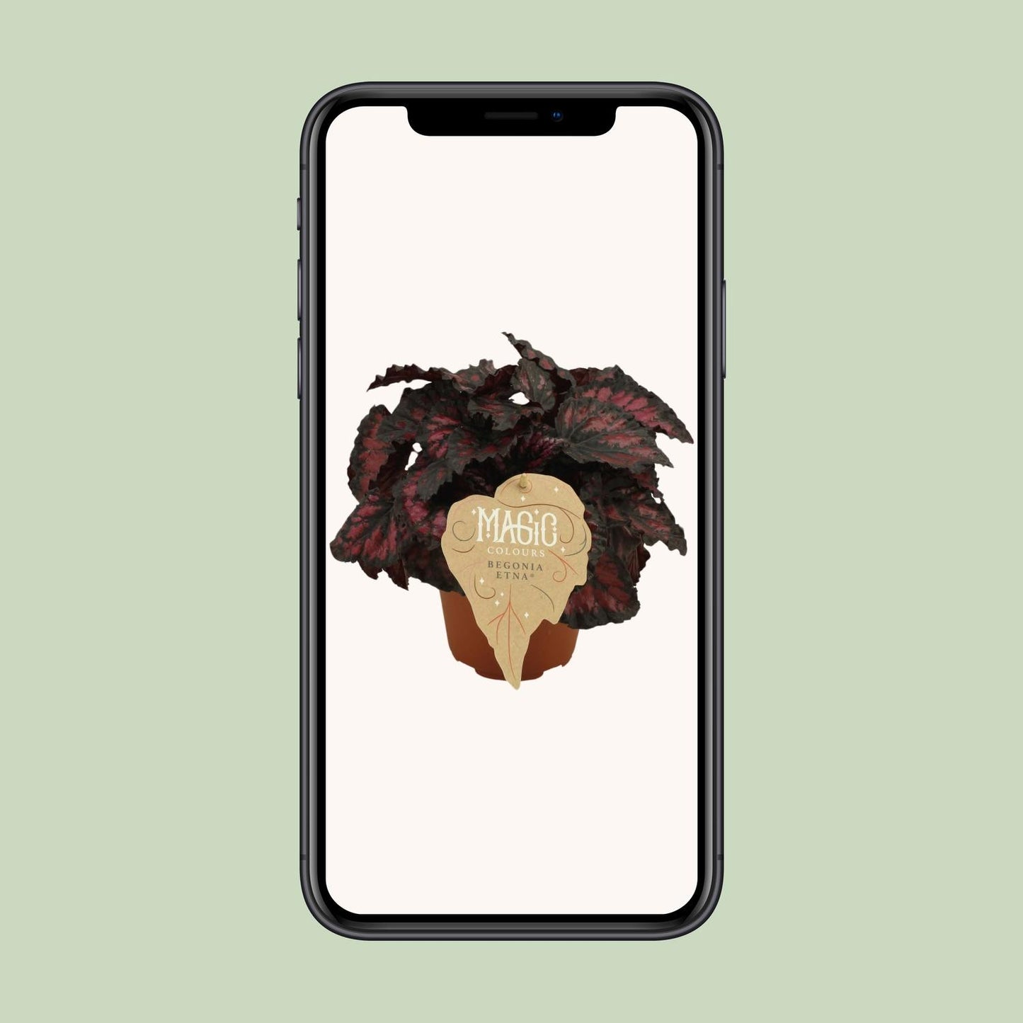 Begonia Rex Etna - Ø12 ↕25 - Pflanzfix24