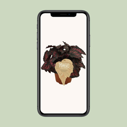 Begonia Rex Etna - Ø12 ↕25 - Pflanzfix24