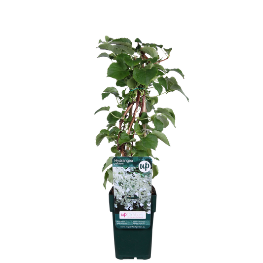 Hydrangea petiolaris - Kletternde Hortensie - Ø15cm - ↕65cm - Pflanzfix24