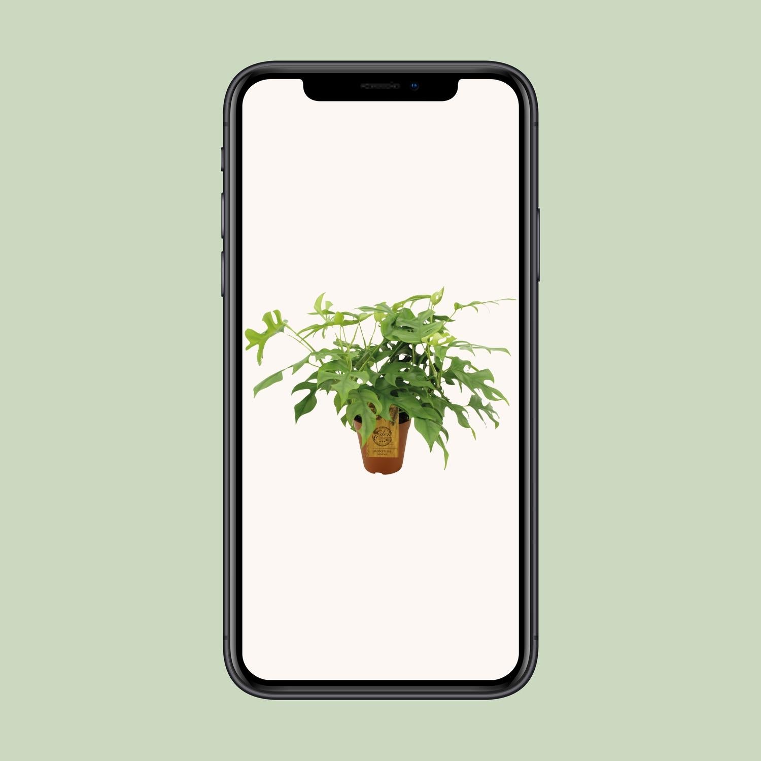 Monstera Minima Ø15cm – pflegeleichte Zimmerpflanze | Pflanzfix24.de - Pflanzfix24.de