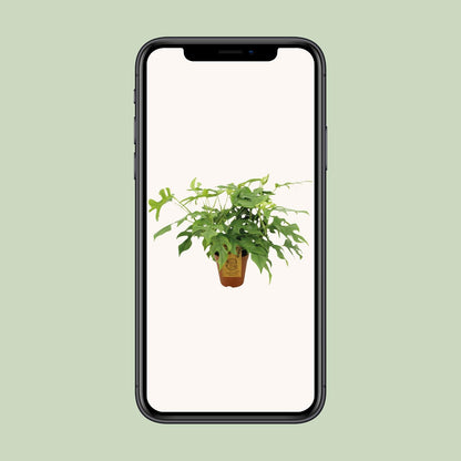 Monstera Minima Ø15cm – pflegeleichte Zimmerpflanze | Pflanzfix24.de - Pflanzfix24.de