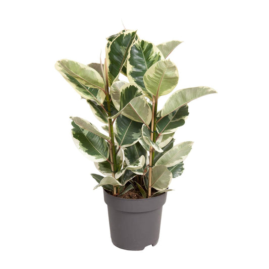 Ficus Elastica Tineke - Ø27cm - ↕100cm - Pflanzfix24.de - Pflanzfix24.de