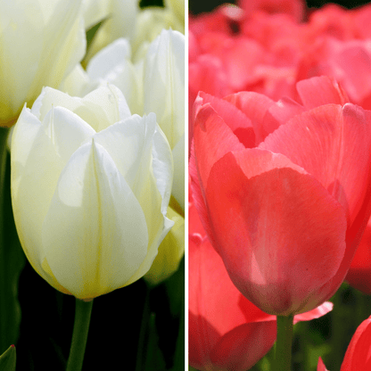 Blumenzwiebeln Amsterdam - Elly's Choice - 30 Tulpenzwiebeln - Größe 12+ - Pflanzfix24