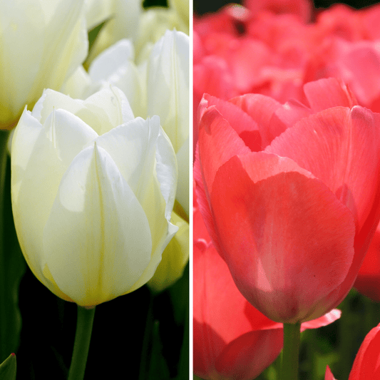Blumenzwiebeln Amsterdam - Elly's Choice - 30 Tulpenzwiebeln - Größe 12+ - Pflanzfix24