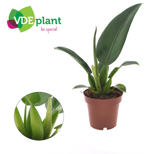 Philodendron Pacova - Ø12cm - ↕25cm - Pflanzfix24
