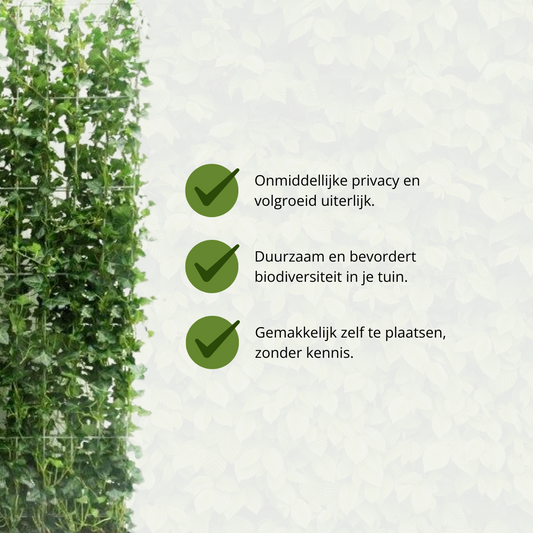 Hedera Hibernica Fertighecke - 150 cm - Pflanzfix24.de - Pflanzfix24.de
