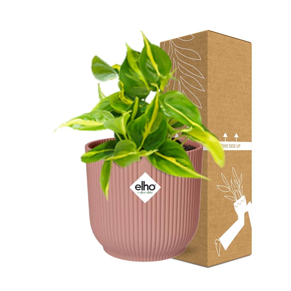 Philodendron Scandens Brasil Ø14cm rosa – Zimmerpflanze | Pflanzfix24.de