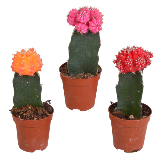 Euphorbia meloformis variegata - Gymnocalycium mix - 5,5cm - 3x - Pflanzfix24.de - Pflanzfix24.de