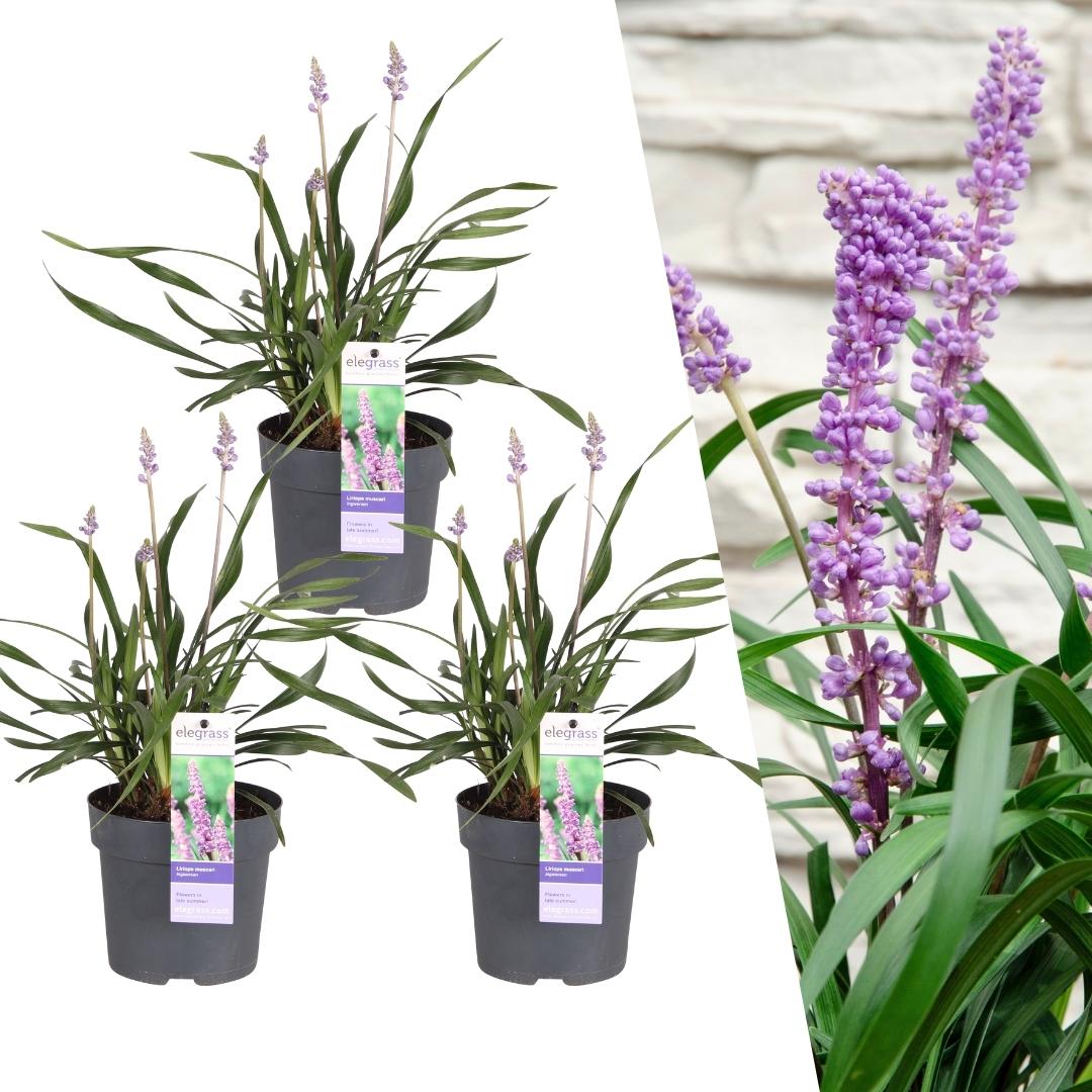 3 x Liriope muscari 'Ingwersen' - Set XL - 14 cm Topfgröße - Pflanzfix24.de - Pflanzfix24.de