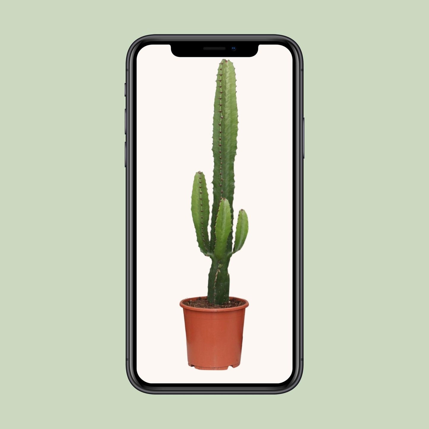 Euphorbia Acrurensis - Weihnachtsstern - Ø17cm - Pflanzfix24.de - Pflanzfix24.de