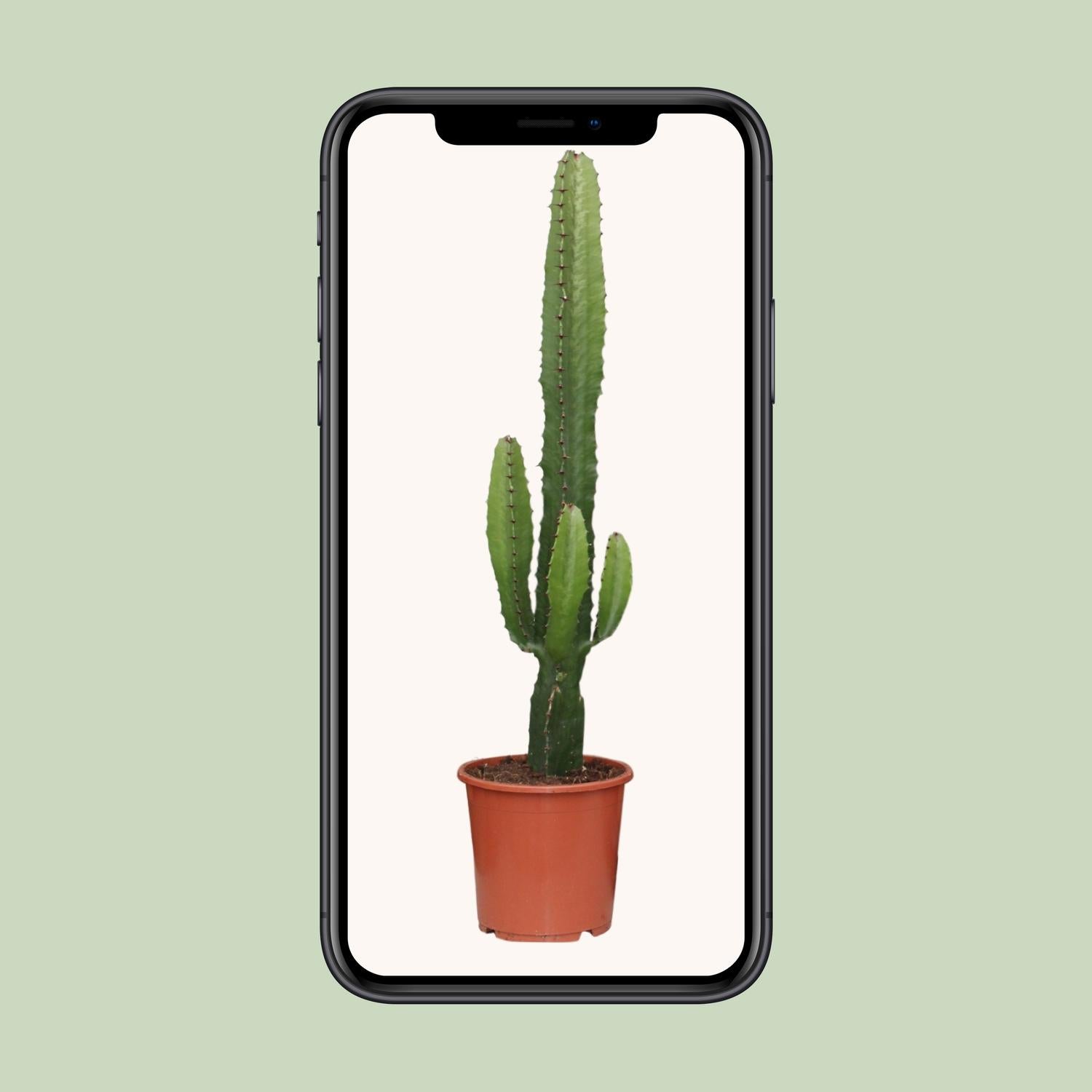 Euphorbia Acrurensis - Weihnachtsstern - Ø17cm - Pflanzfix24.de - Pflanzfix24.de