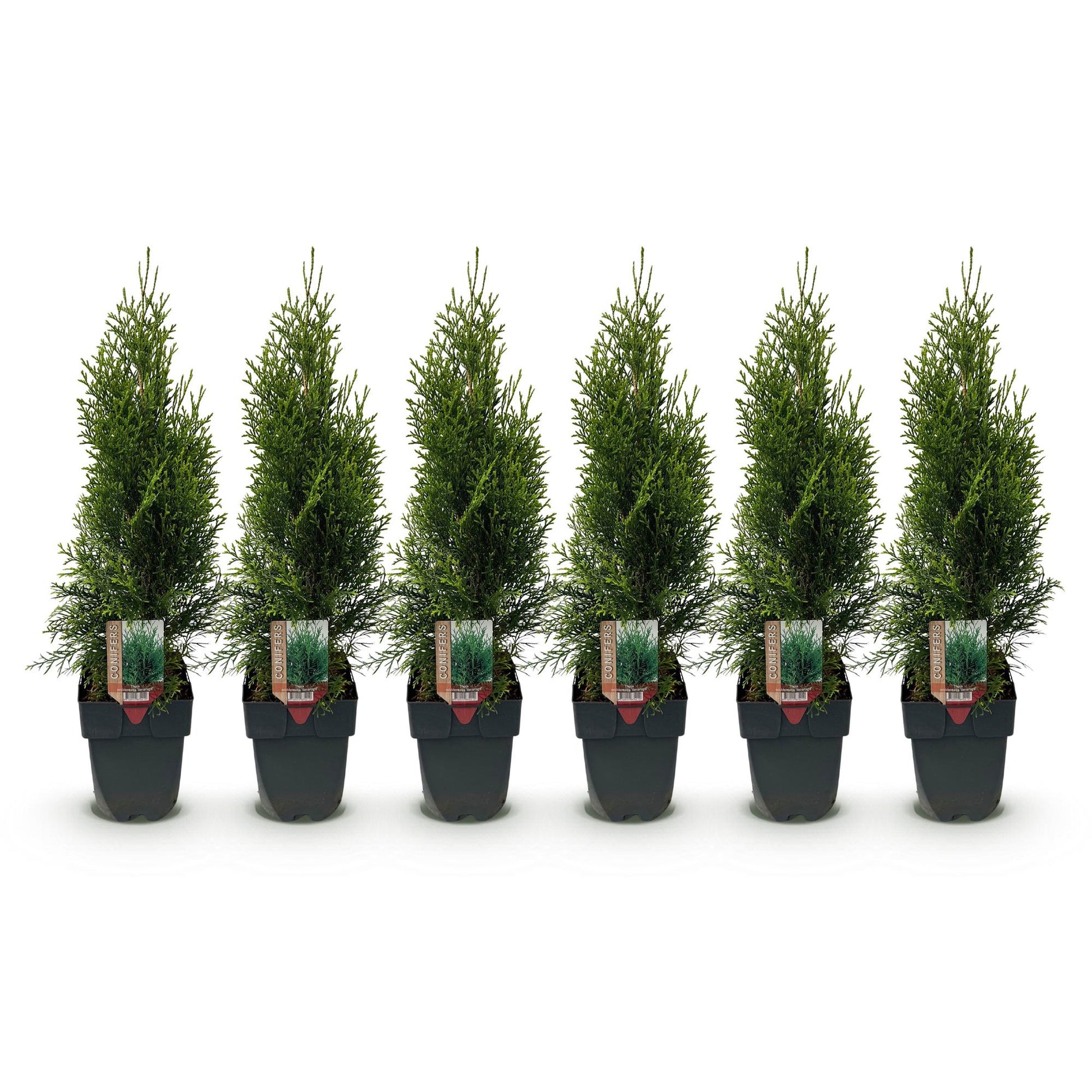 Thuja occidentalis Smaragd Heckenpflanzen - 6 Pflanzen - 1m - Pflanzfix24.de - Pflanzfix24.de