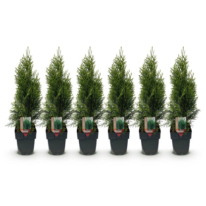 Thuja occidentalis Smaragd Heckenpflanzen - 6 Pflanzen - 1m - Pflanzfix24.de - Pflanzfix24.de
