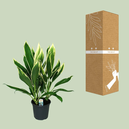 Cordyline New Conga - Ø19cm - ↕60cm von Pflanzfix24