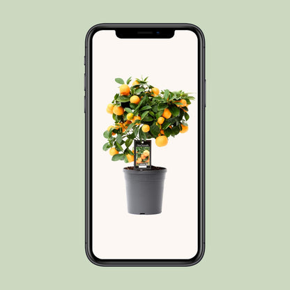 Citrus Calamondin - Ø15cm - ↕40cm - Pflanzfix24.de - Pflanzfix24.de