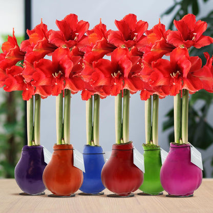 No Water Flowers® Wax Amaryllis | Waxz® Colours Happy Mix (6er Pack) + Rote Blume - Pflanzfix24