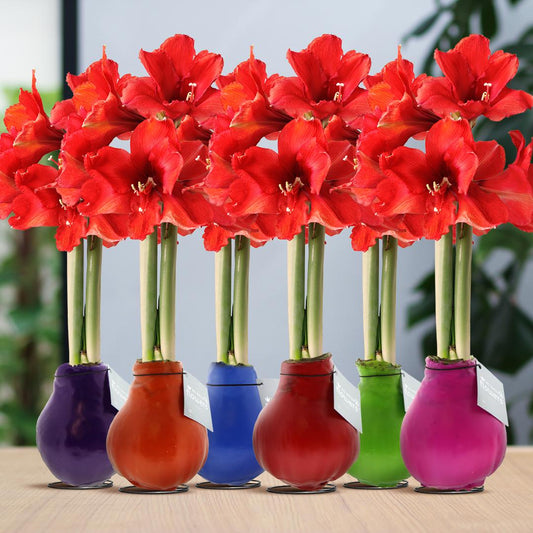 No Water Flowers® Wax Amaryllis | Waxz® Colours Happy Mix (6er Pack) + Rote Blume - Pflanzfix24