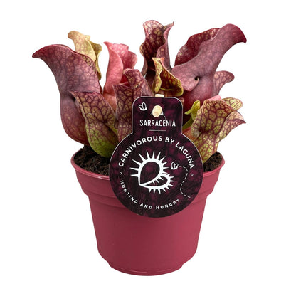 Sarracenia – Fleischfressende Pflanze Ø12cm – Pflanzfix24.de - Pflanzfix24.de