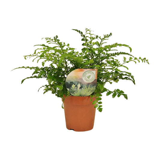 Asplenium Parvati - Ø12cm - pflanzfix24