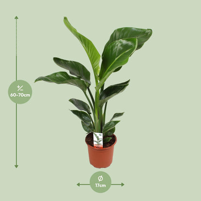 Strelitzia Nicolai Ø17cm Zimmerpflanze – pflanzfix24