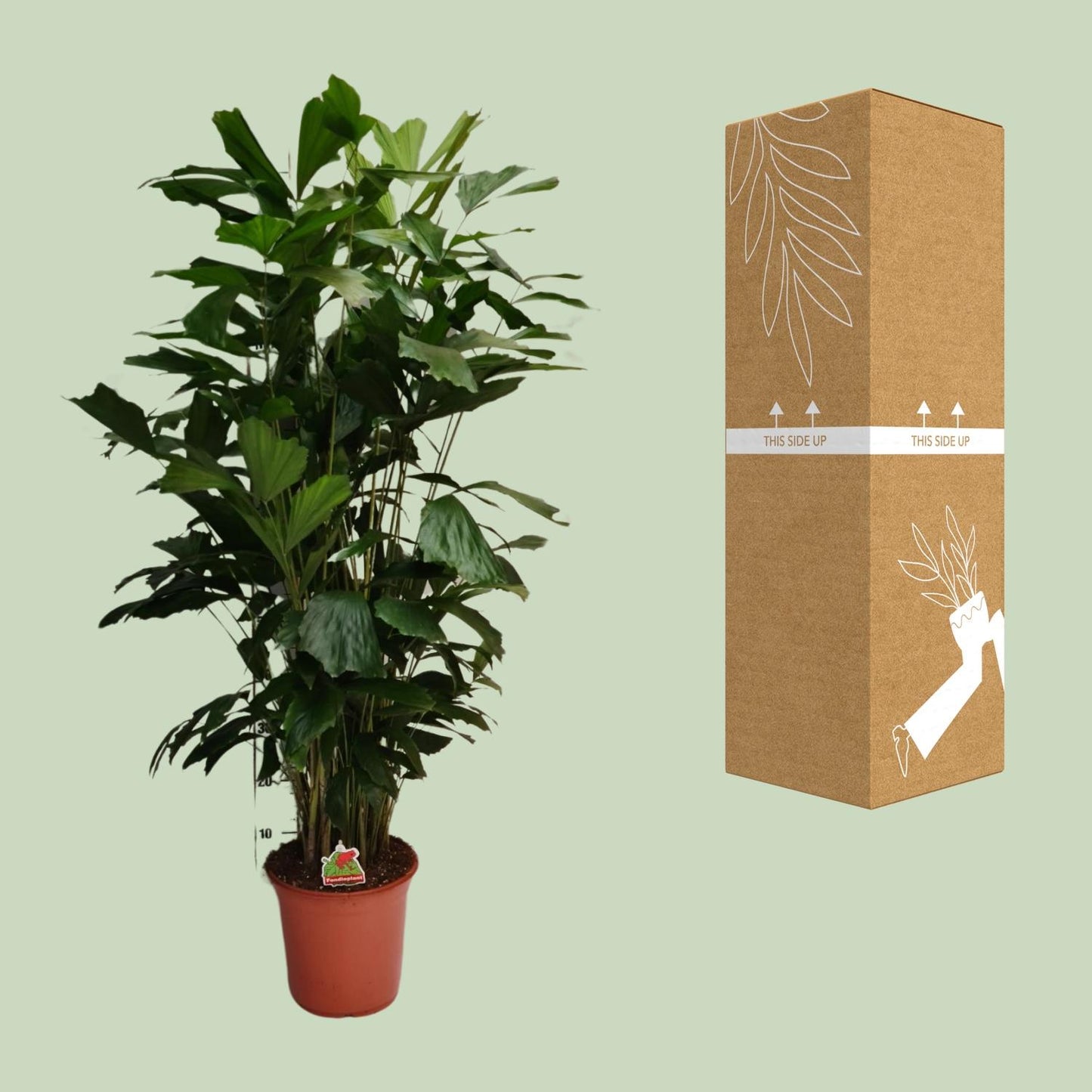Caryota Mitis - Ø24cm - ↕120cm von Pflanzfix24