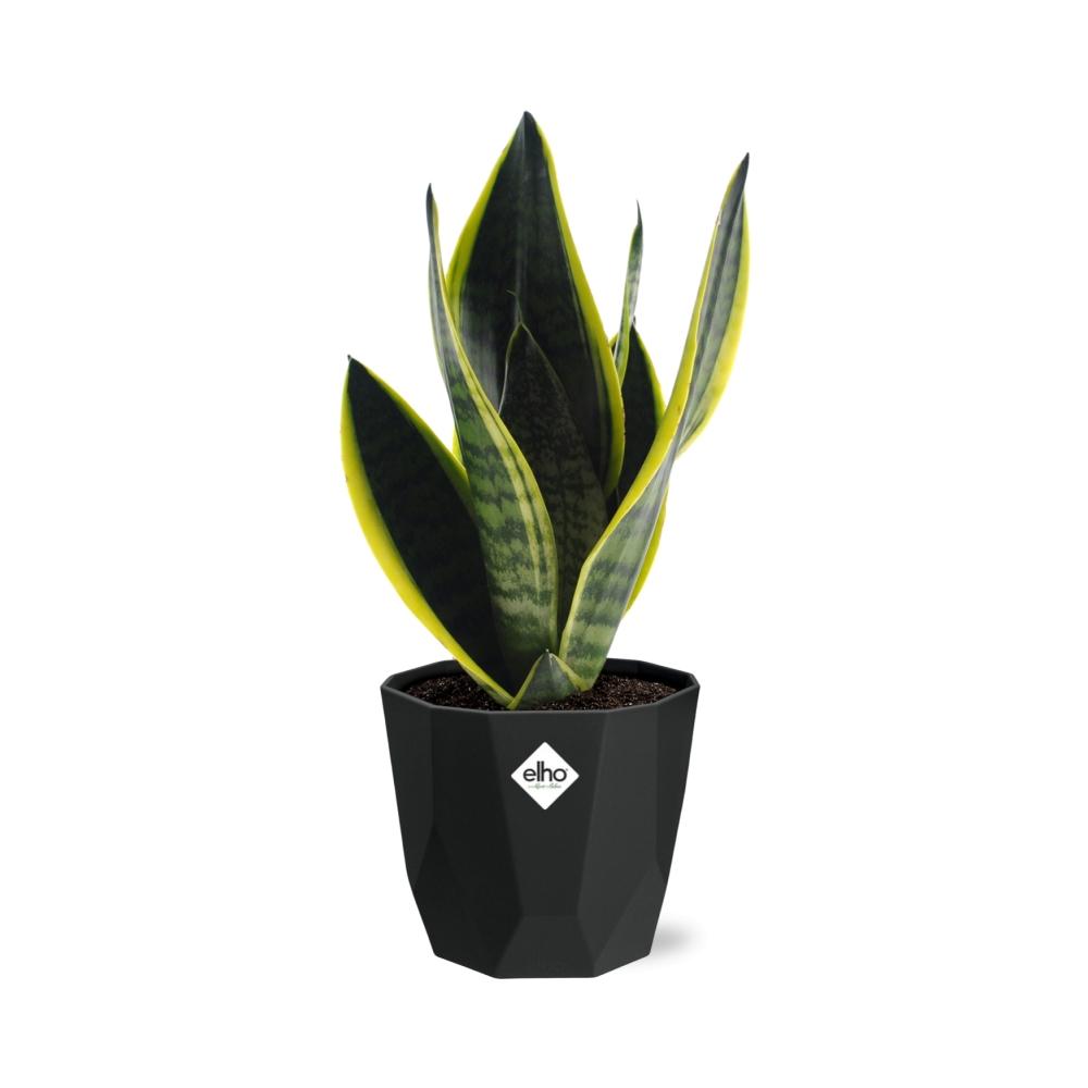 Sansevieria Futura Superba in 14cm b.for rock living black - Pflanzfix24