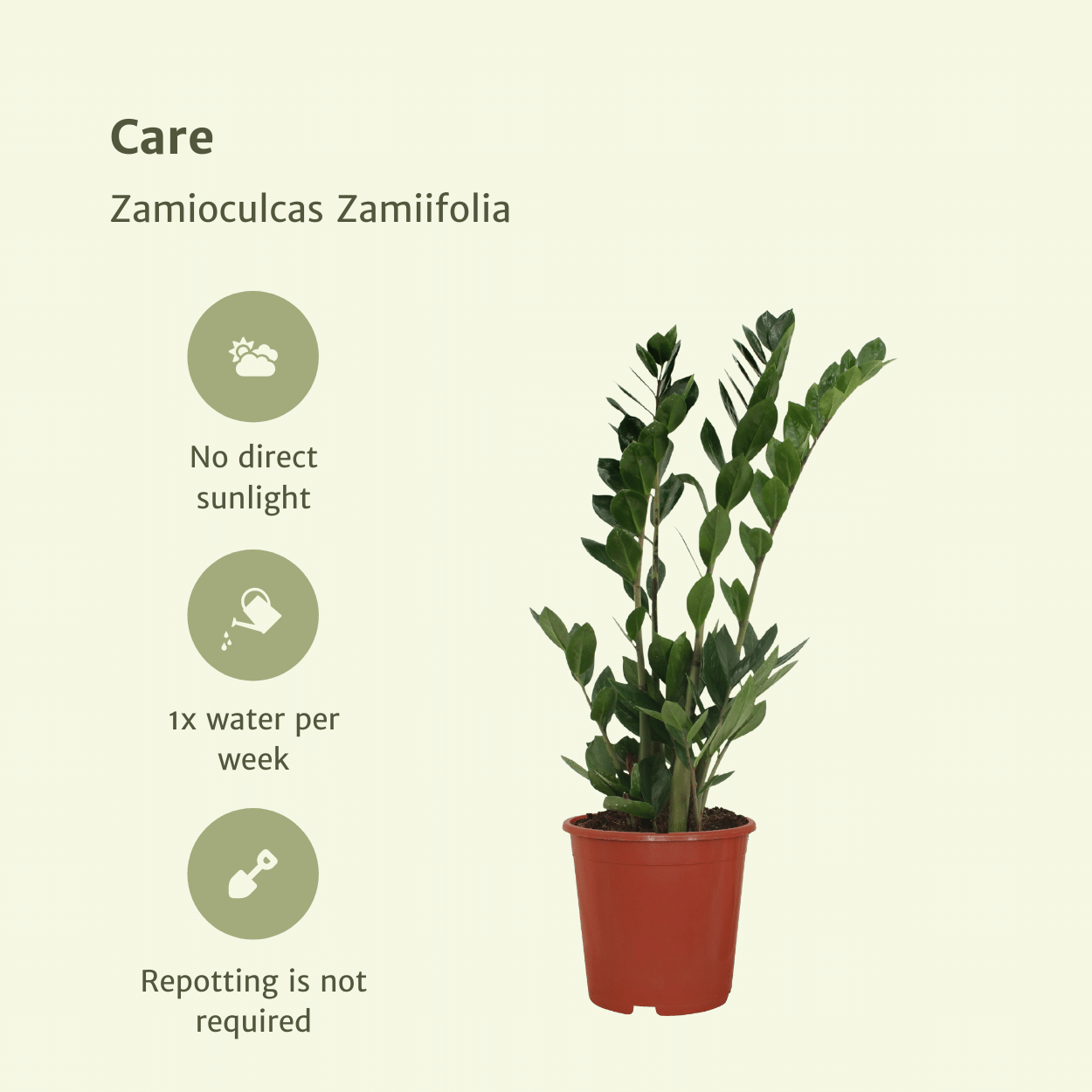 2x Zamioculcas Zamiifolia - Smaragdpalme - 70cm - ø17 - Pflanzfix24